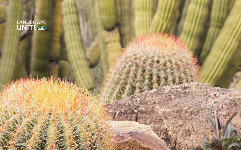 common myths about xeriscaping and zeroscaping