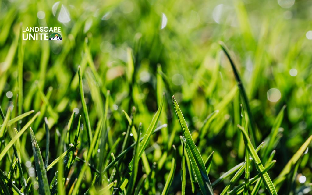 seasonal organic lawn care calendar